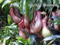 Vleesetende bekerplant [Nepenthes alata]